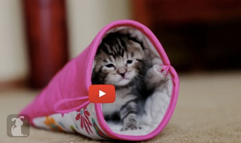 Kitten Finds a Mitten to Be Her Purrfect Sleeping Bag
