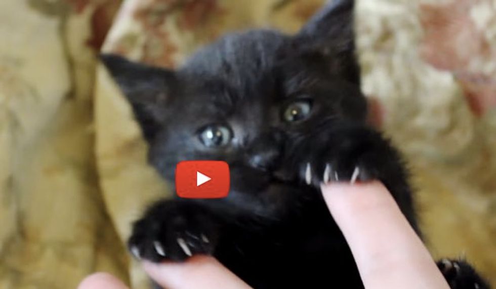 Kitten May Be Tiny But She Has Big Bear Claws!