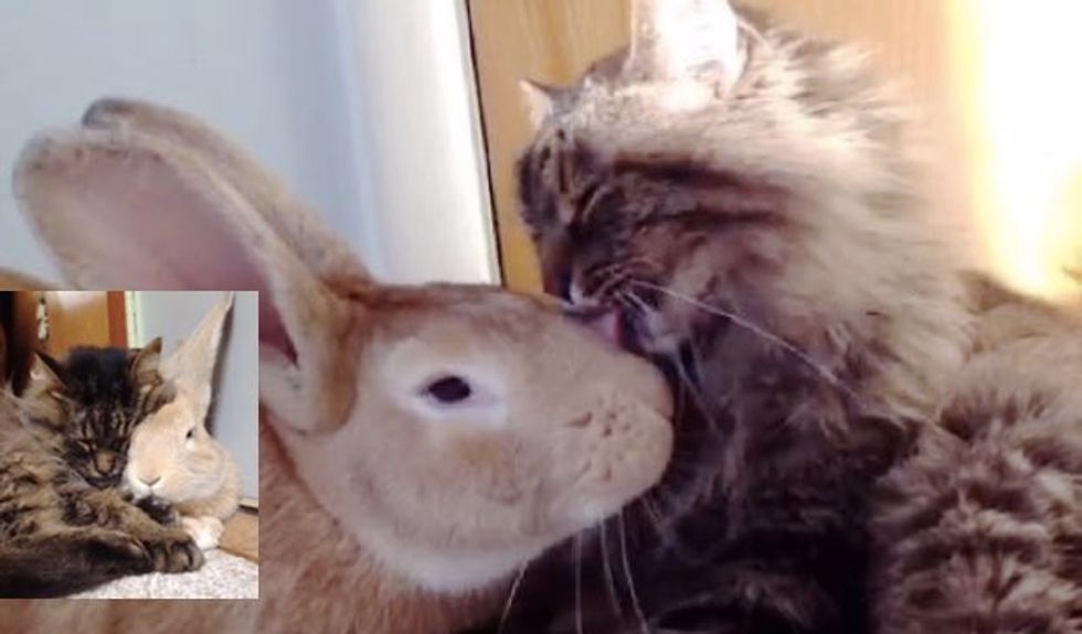 Betty the Cat Has a Very Clingy Furiend with Big Long Ears and a Twitchy Nose