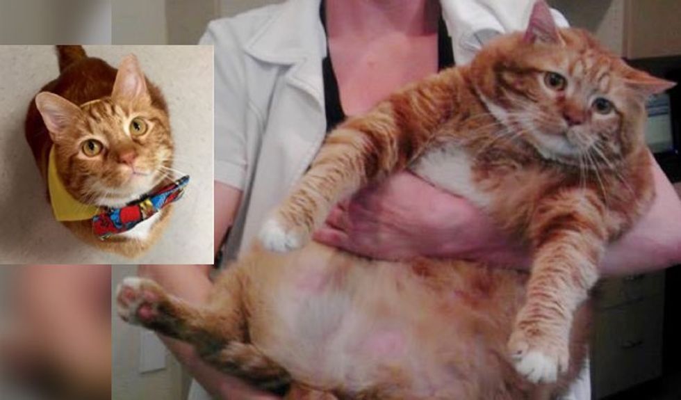 Rescue Cat Shed Over 20 Pounds from Obese to Healthy