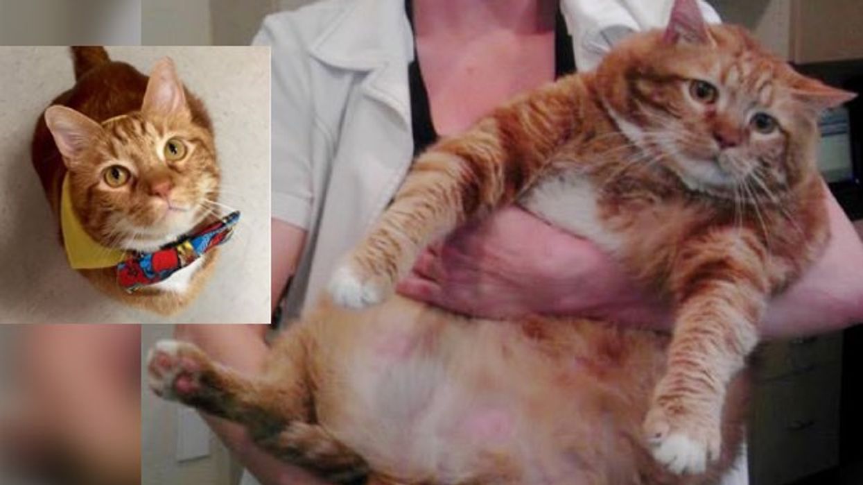 Obese New Jersey cat abandoned by owners tips scales at 33 pounds – New  York Daily News