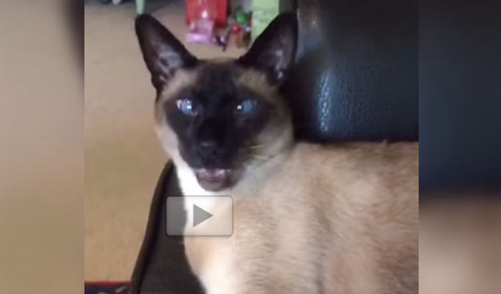 Cat Gets His Favorite Question, His Answer is too Adorable!