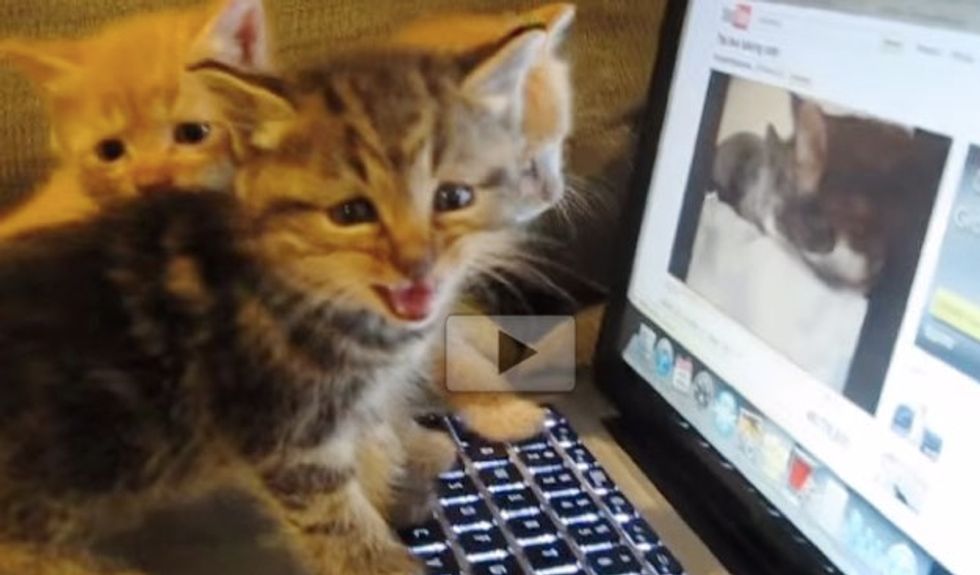 Kittens Want to Talk to the Cats from the Computer