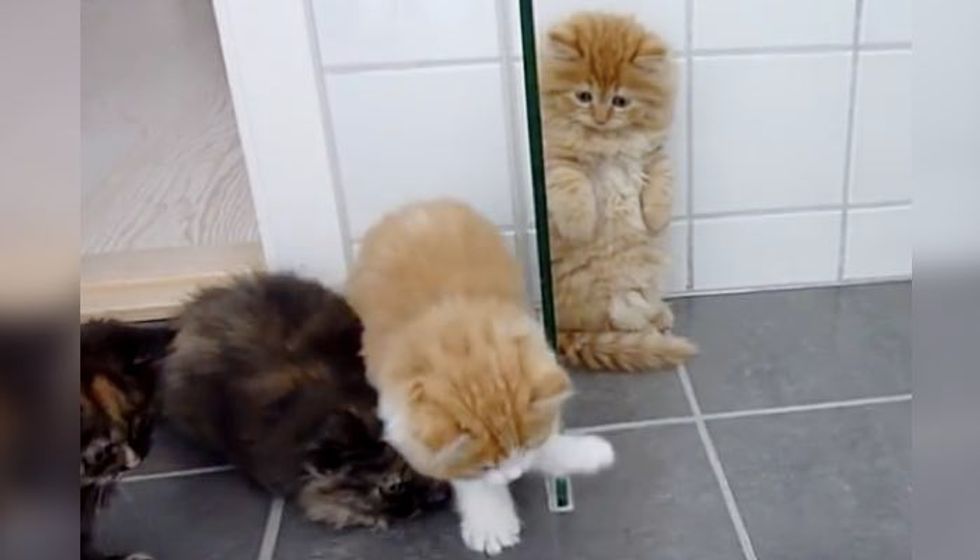 When Five Fluffy Kittens Spot an Intruder, All Purrsonalities Come Out!