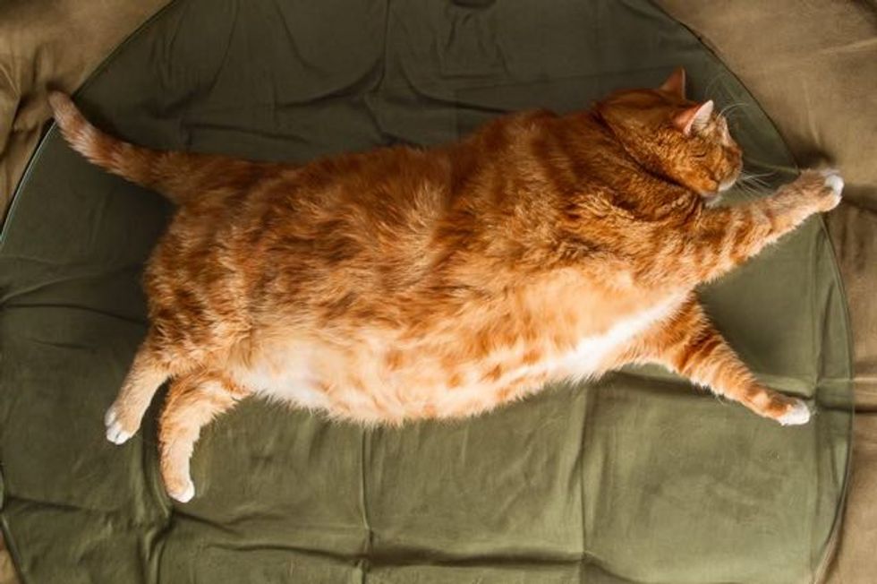 rescue cat shed over 20 pounds from obese to healthy love meow rescue cat shed over 20 pounds from obese to healthy love meow