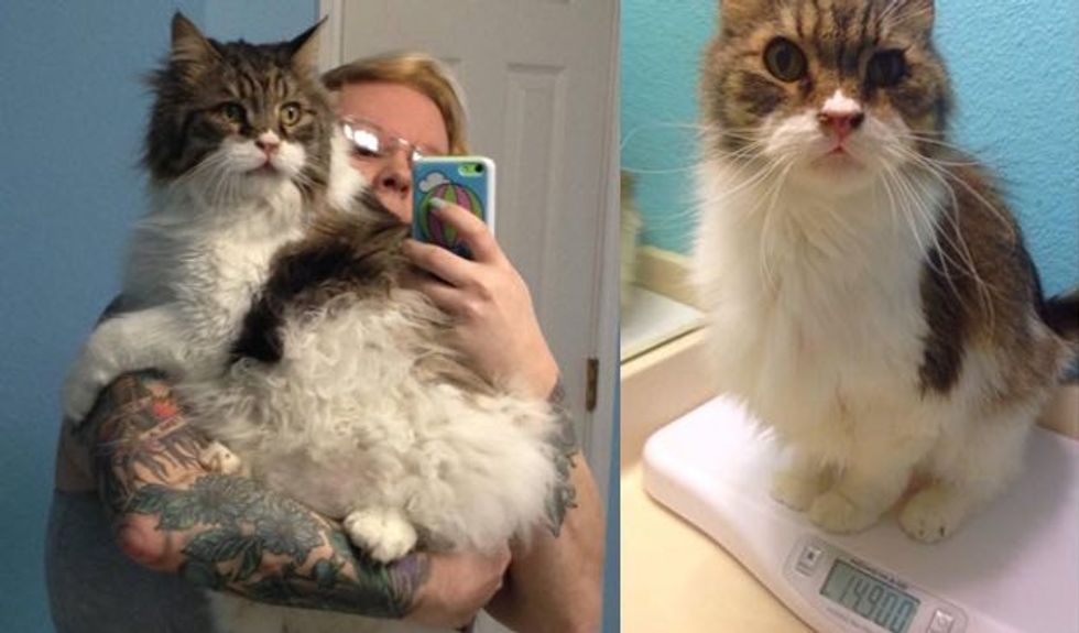14 Year Old Rescue Senior Cat Drops Half the Weight and Gains a New Life