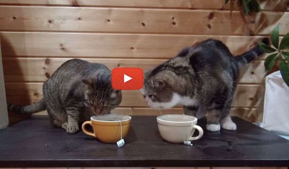 It's Catnip Teatime, Maru Goes Face Dipping
