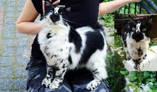 Kitty with Beautiful Markings Like a Dalmatian - Love Meow