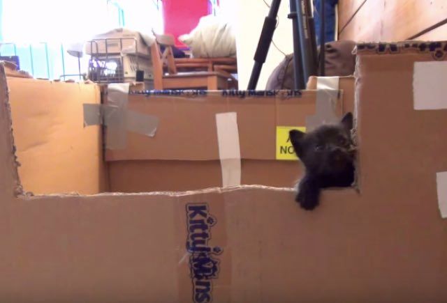 Kittens climbing outlet out of box