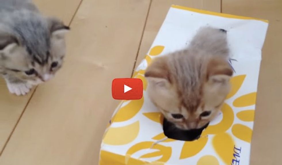 Wobbly Kittens Discover Their Very Own Tissue Box