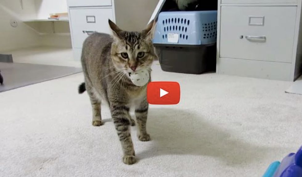 Monkey the Indoor Cat 'Hunts' for Dinner