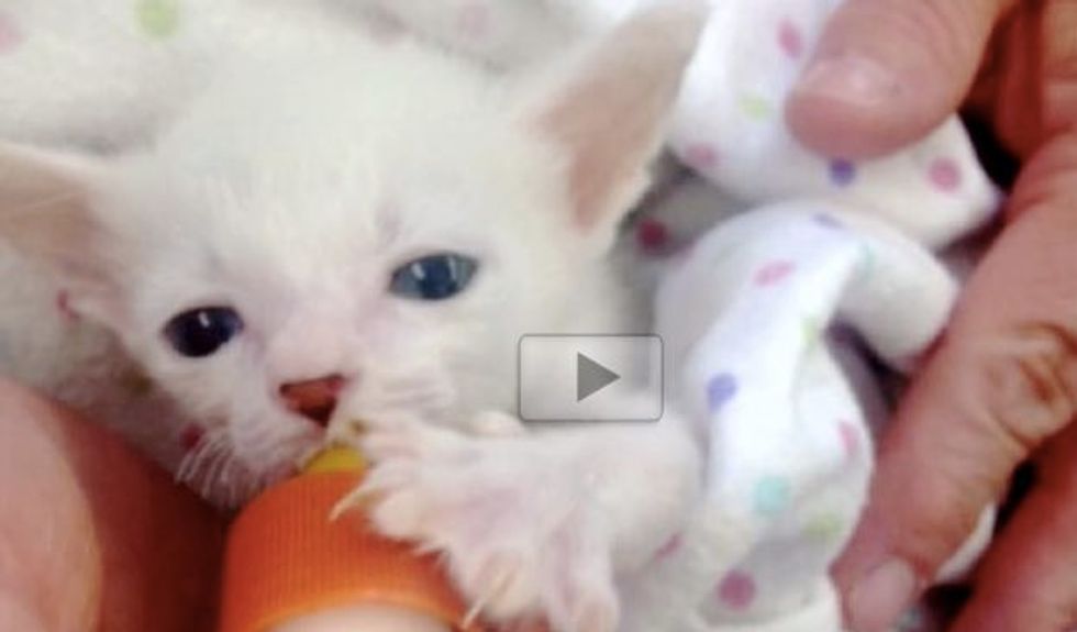 Twisty Legged Kitty Lives a Purrfectly Happy Life