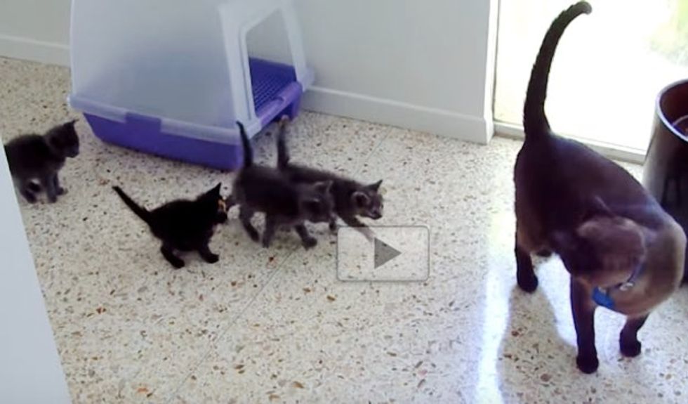 Orphan Kittens Think Male Siamese Cat is Their 'Mom'