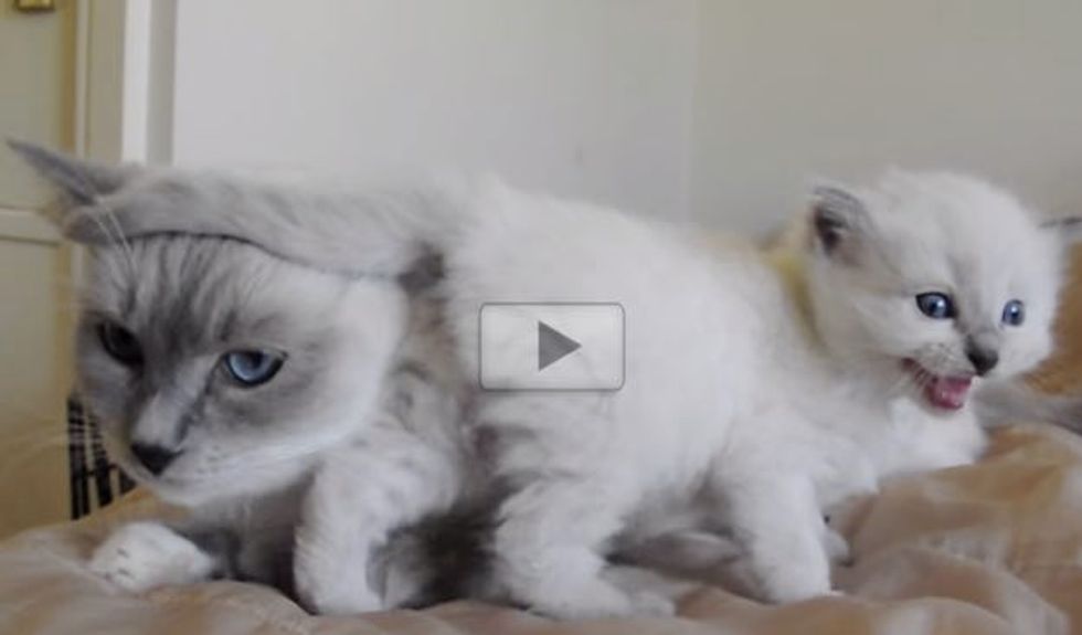 Mama and Her Baby Talking to Each Other. Such Tenderness Melts Hearts!