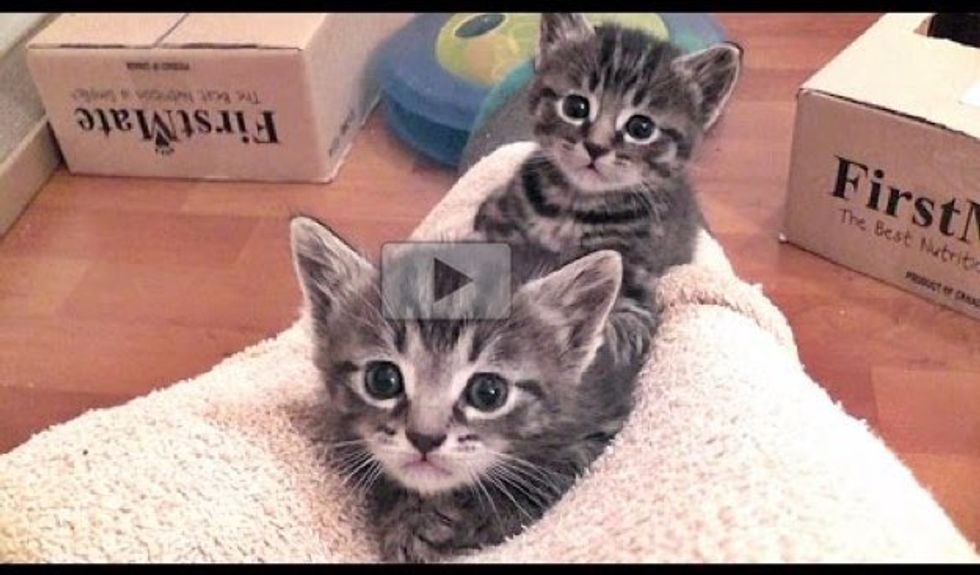 Foster Dad Turns Himself into 'Mountain' for the Kitties