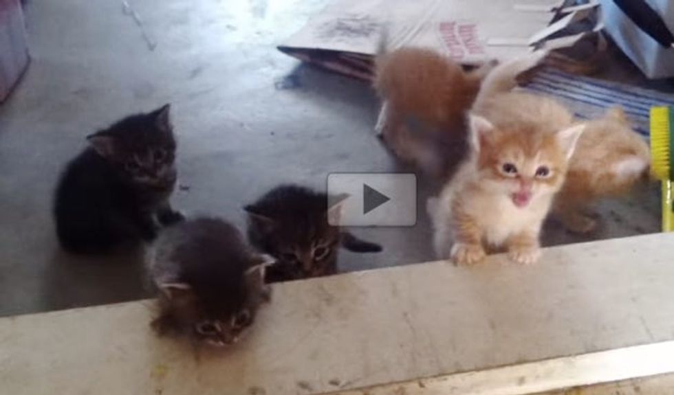 Tiny Kittens Making a Giant Step into Kittenhood