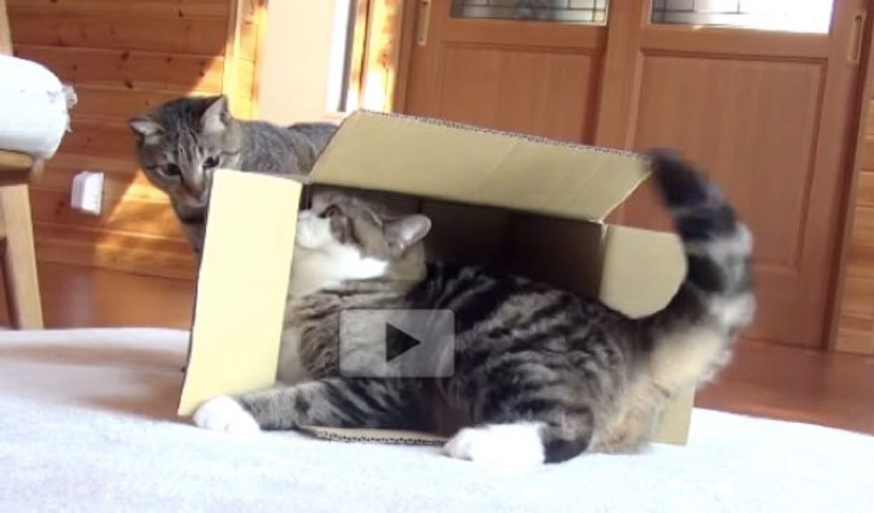Maru and Hana Give Each Other Surprise Attacks!