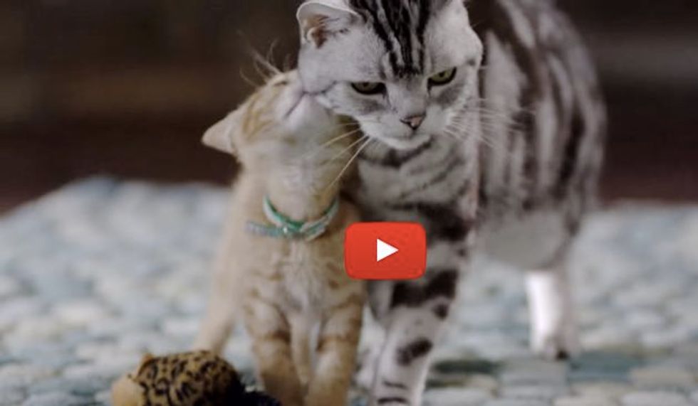 Big Kitty Teaches Small Kitty Meaning of Furiendship