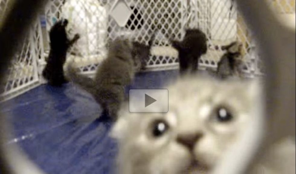 Kittens Hop Around in Playpen Like Popcorn