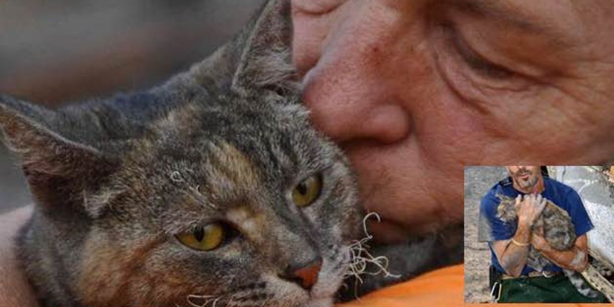 Cat Survives Massive Wildfire Unscathed Reunited with Her Family Love