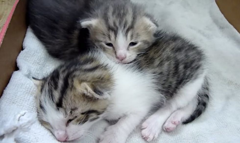 Stray Cat Shows Up with Big Belly, Then the Sweetest Thing Happens