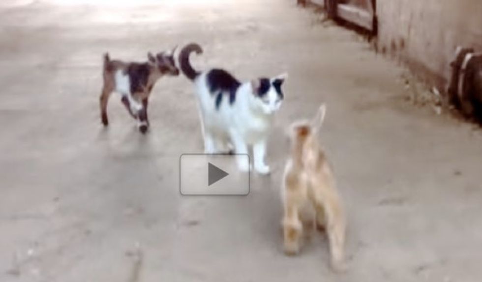 Moo the Barn Cat Babysits Two Very Hoppy Kids