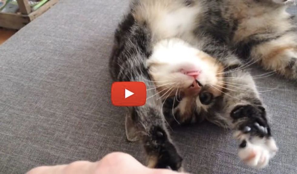 Ollie the Kitty Gets Her Nose Tickled. Her Reaction is Just too Precious