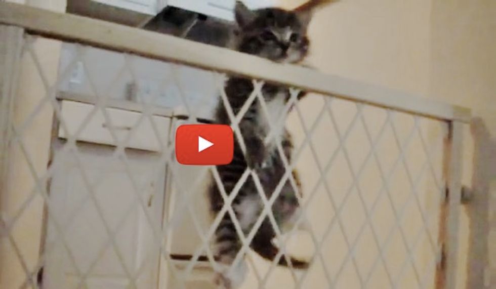 Kitten Figures Out His Escape in Less than 2 Minutes