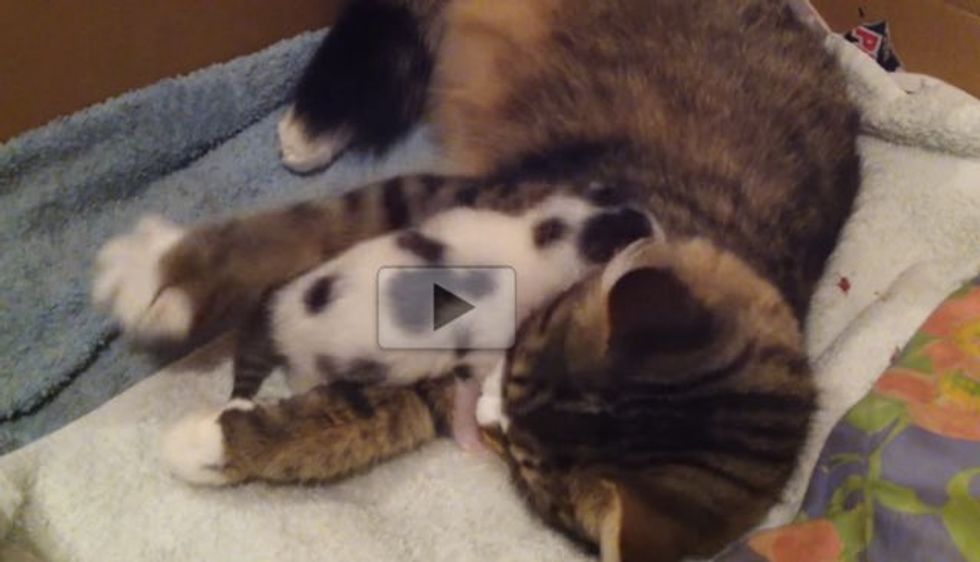 Cat Mama Hears Her Kitten Meowing for Her, She Shows the Sweetest Love