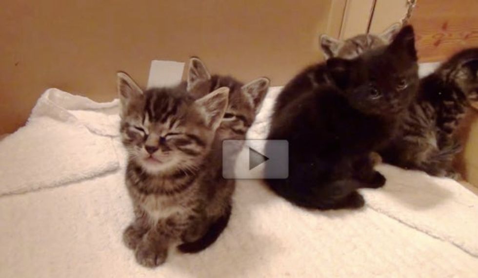 These Five Foster Kittens, Only One Isn't Affected by the Sleepy Bug
