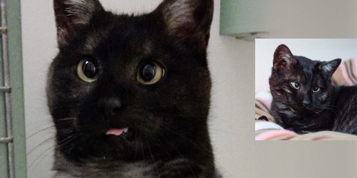 10 Year Old Shelter Cat Still a Kitten at Heart. Meet Clarence! - Love Meow