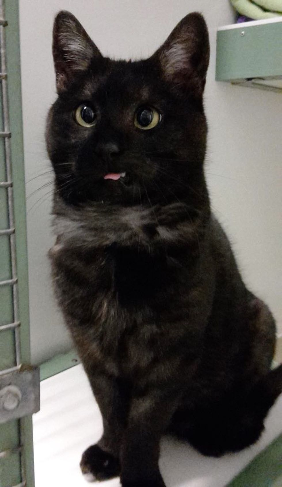 10 Year Old Shelter Cat Still a Kitten at Heart. Meet Clarence! Love Meow