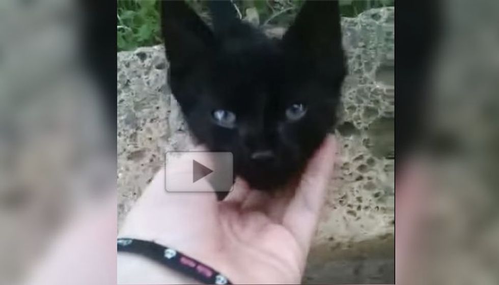 Little Black Kitten Meowing and Crying for Love