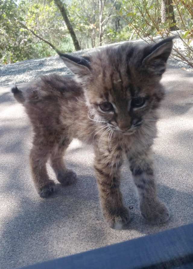 Lil shop bob cat