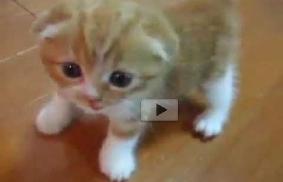Ginger Kitten Following His Human Around While Exploring His House