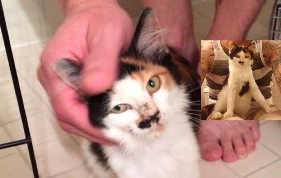 Little Calico Stray Charli Learns to Trust and Love Again