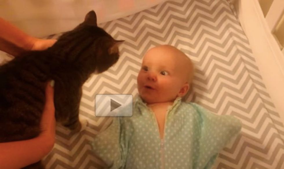 Baby Loves Her Kitty So Much She Can't Handle It
