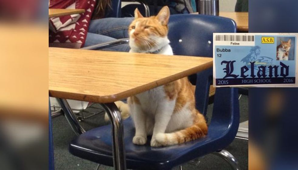 Ginger Cat Bubba Loves School So Much They Issue Student Body Card for Him