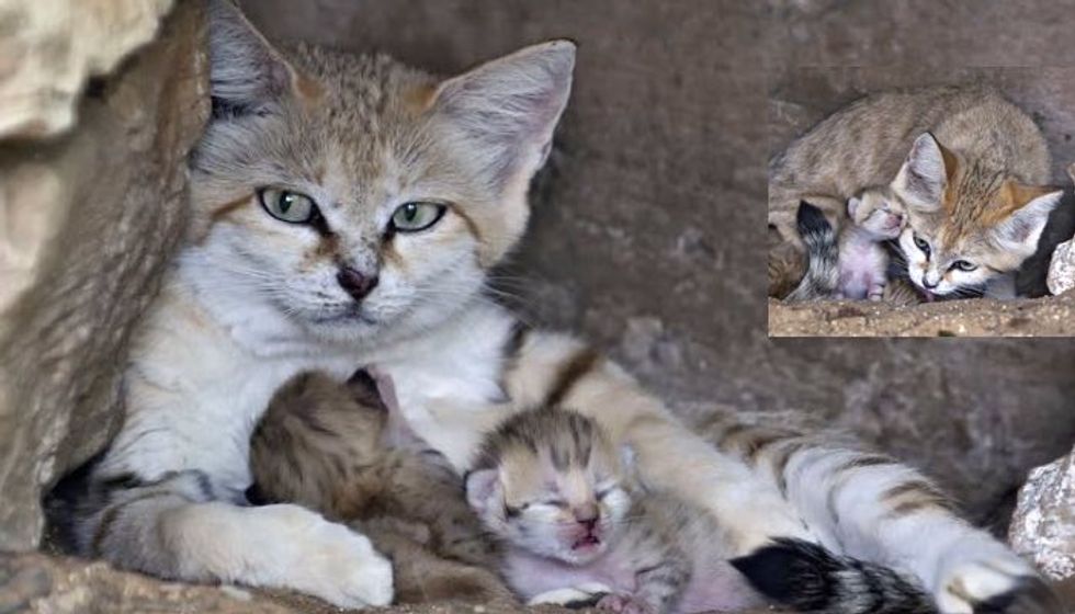 Rare Sand Cat Who Lost Her Mate Surprises Everyone with a Special Delivery