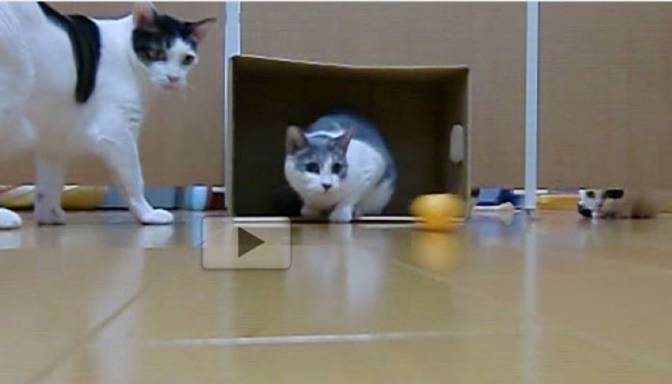 Kitties Turn Box and Pingpong Ball into Feline Soccer