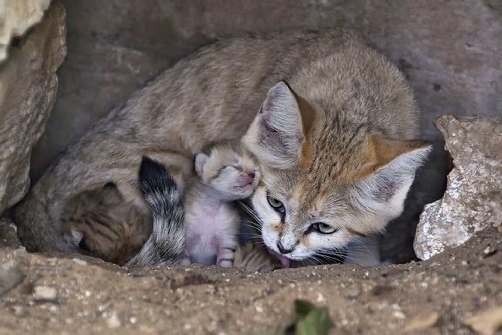 Rare Sand Cat Who Lost Her Mate Surprises Everyone with a Special