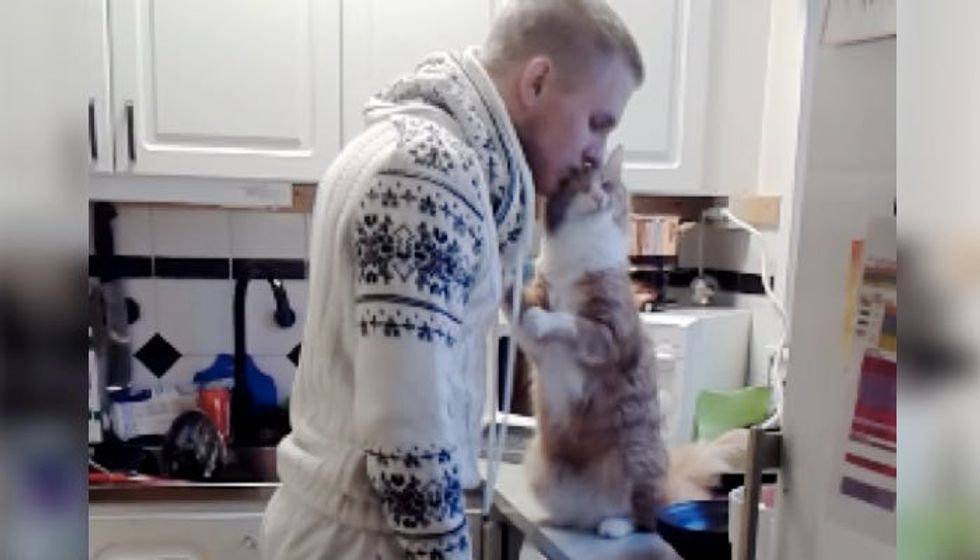 Ginger Cat Loves His Human So Much He Can't Stopping the Kisses