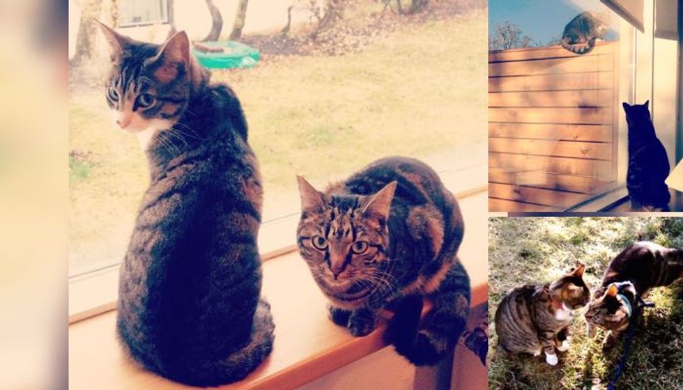 Unbreakable Friendship Between a Tabby and a Neighbor Cat