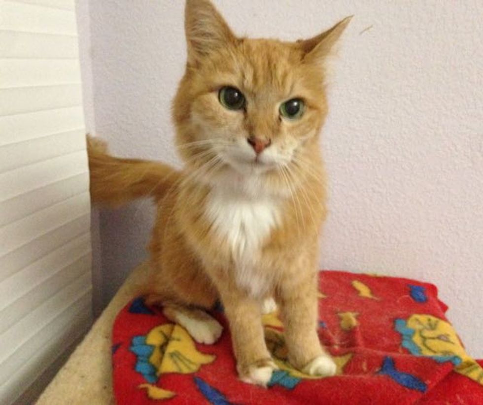 They Rescue a 20 Year-old Cat. Now She Tells Her Humans How Happy She ...