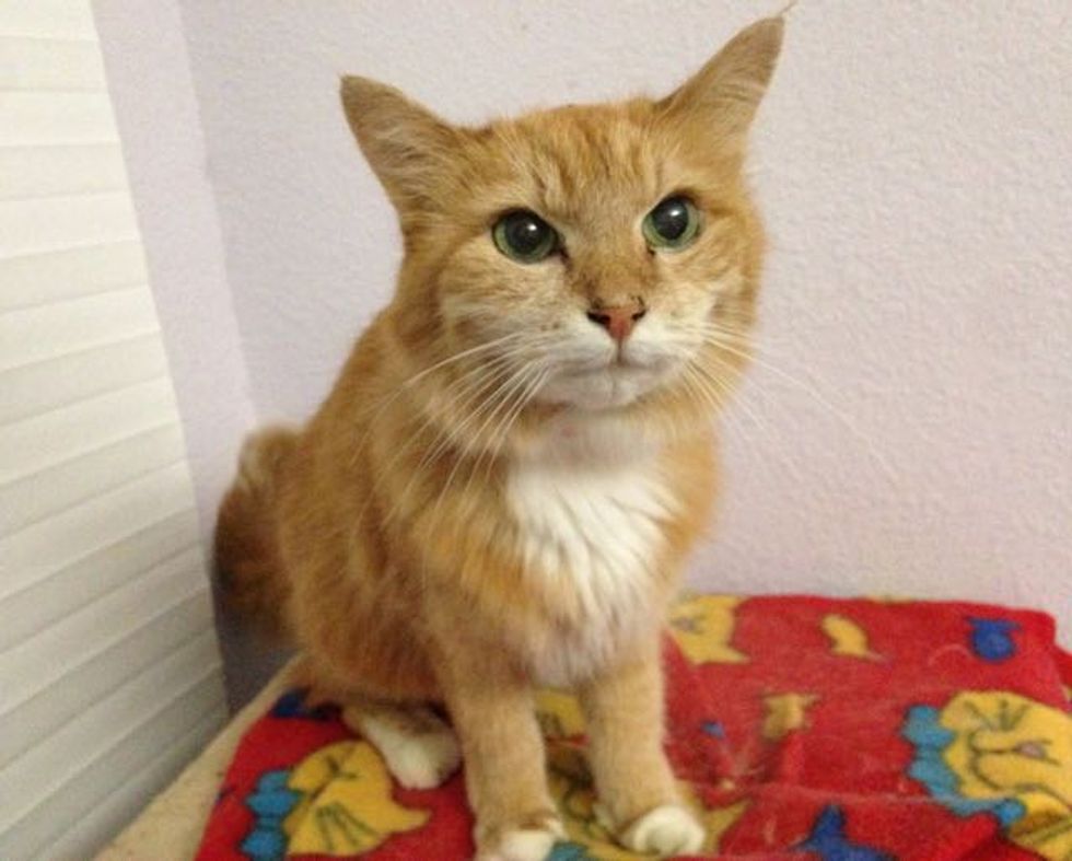 They Rescue a 20 Year-old Cat. Now She Tells Her Humans How Happy She ...