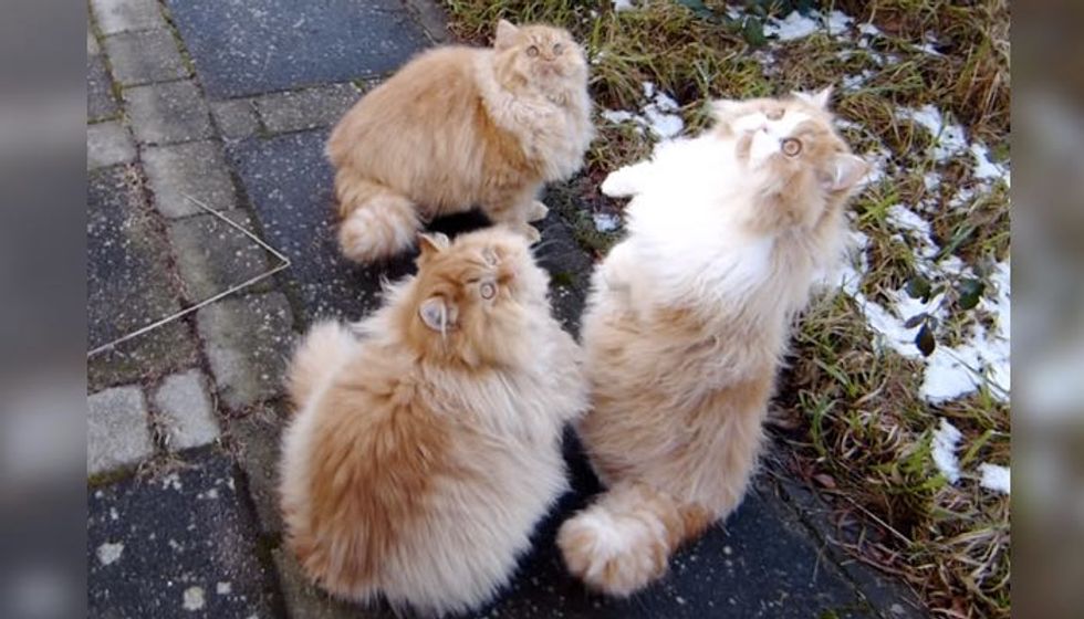 Giant Fluff Balls Jumping Around in All Their Glorious Fur