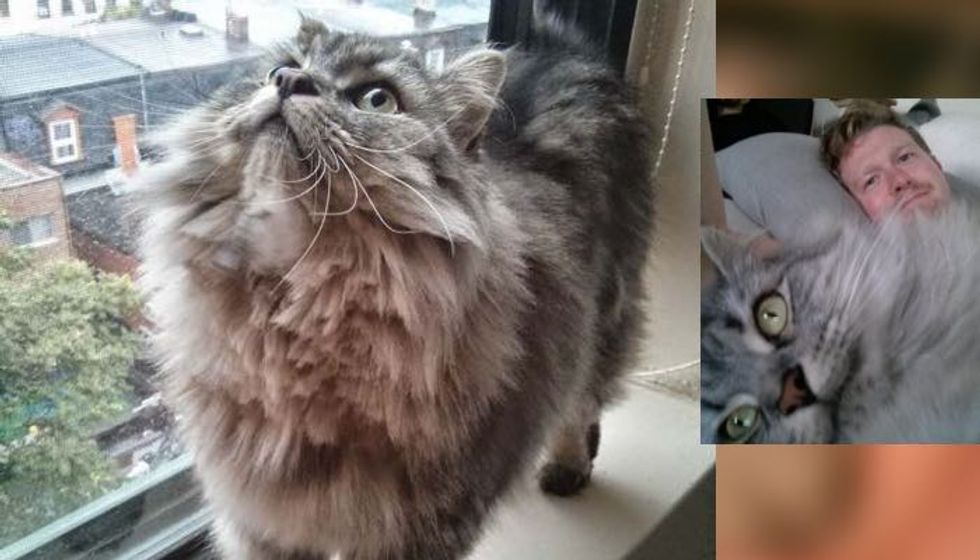 Cat Rescued from Death Row Waited for His Forever Human, the Happiness After Adoption...