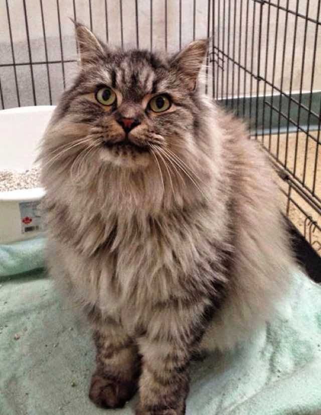 cats on death row near me