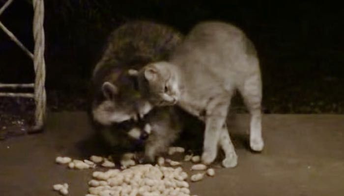 Will racoons 2025 eat kittens