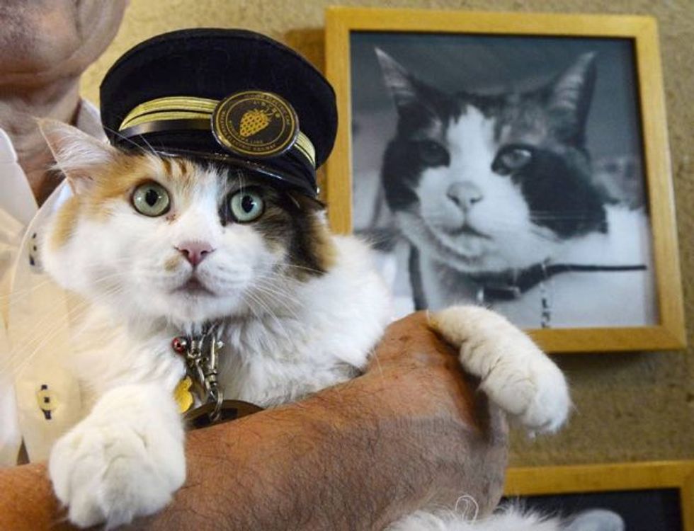 Nitama Officially Named Successor as the Stationmaster Cat After Loss ...